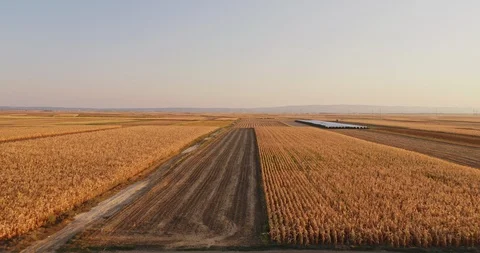 Aerial shot of ripe corn fields at autumn season. Stock Footage 89637134