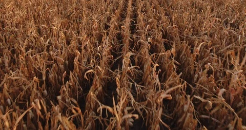 Aerial shot of ripe corn fields at autumn season. Vidéo 89637806