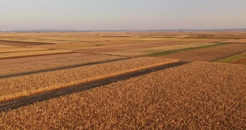 Aerial shot of ripe corn fields at autumn season. Stock Footage 89637849