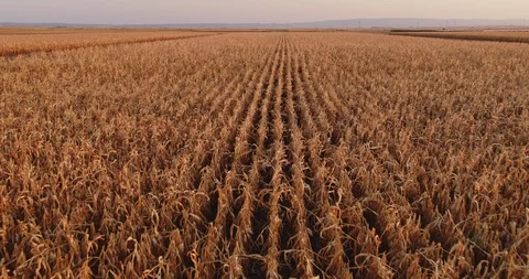 Aerial shot of ripe corn fields at autumn season. Stock Footage 89638299