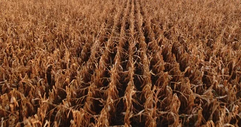 Aerial shot of ripe corn fields at autumn season. Stock Footage 89639535