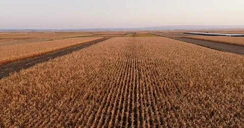 Aerial shot of ripe corn fields at autumn season. Stock Footage 89640482