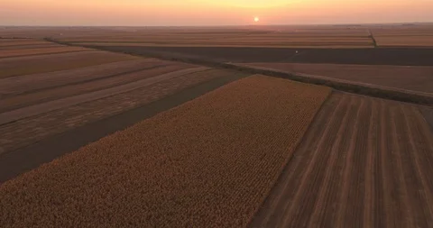 Aerial shot of ripe corn fields at autumn season. Stock Footage 89640679