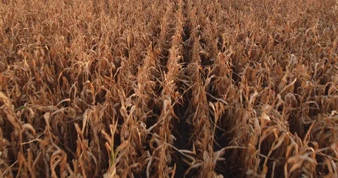 Aerial shot of ripe corn fields at autumn season. Stock Footage 89640744