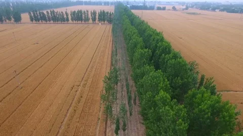 Aerial shot: ripe wheat fields and green trees Stock Footage 249298496