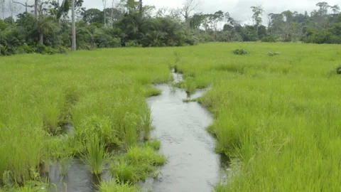 Aerial shot of a river flowing in a field in the forest, in Ivory Coast Stock Footage 237899043