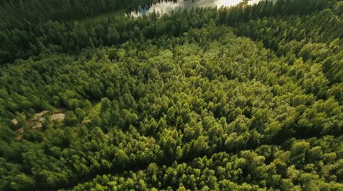 Aerial Shot of River Surrounded by Large Pine Forest in Northern Europe Vídeo Stock 65249931