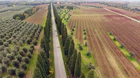 Aerial shot, a road between two cypress raws, in the middle of cultivat.. Stock Footage 70685543