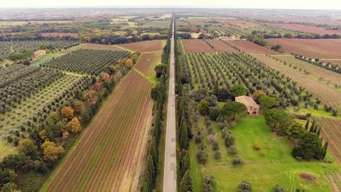 Aerial shot, a road between two cypress raws, in the middle of cultivat.. 動画素材 70685754