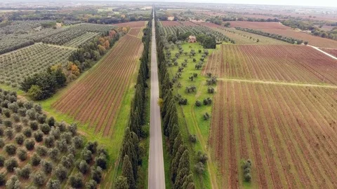 Aerial shot, a road between two cypress raws, in the middle of cultivat.. Stock Footage 72716548