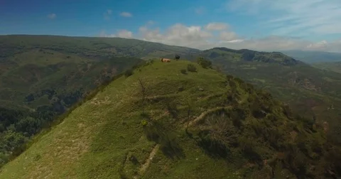 Aerial shot rotating around cows on a green hill Stock Footage 77048975