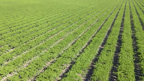 Aerial shot of rows of grape vines on a large farm in California Stock-Footage 275599080
