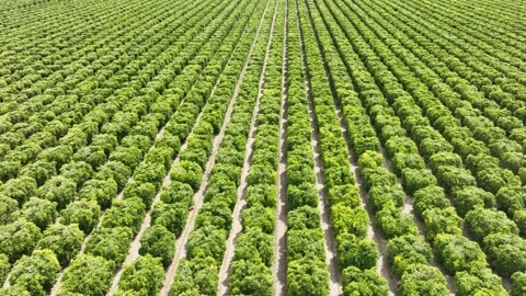 Aerial shot of rows of orange trees growing in California Stock-Footage 254903310