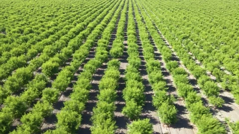Aerial shot of rows of pomegranate trees growing in California Stock Footage 337325184
