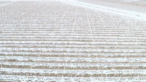 Aerial shot of rows of vines under the snow Видео 170881413