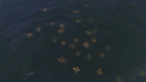 Aerial shot of a school of Devil Rays Stock Footage 103747741