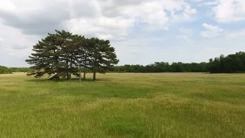 Aerial shot of several high pine trees in a sacred green meadow in Ukraine Stock Footage