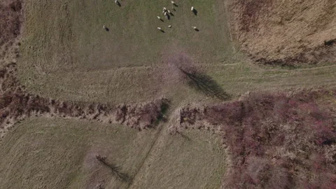 Aerial shot of sheep eating in a meadow in Transylvania 4k Stock Footage 165698341