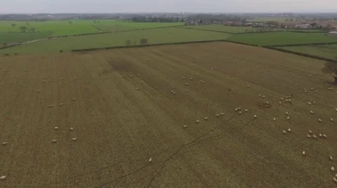 Aerial shot of sheep on fields Stock Footage 88980017