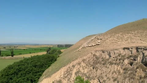 Aerial shot of sheeps Stock Footage 171571542
