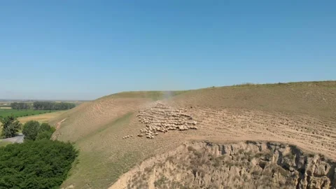 Aerial shot of sheeps Stock Footage 171571557