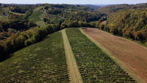 Aerial shot show the orderly rows of vines, vineyards in France 스톡 동영상 346720273