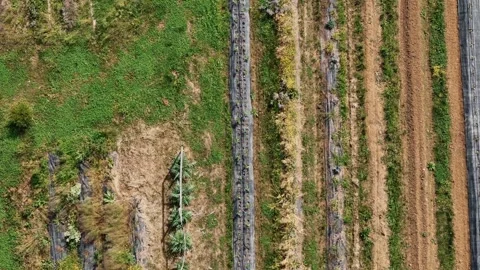 Aerial shot showing parallel rows of cultivated fields with greenery, slow Video stock 312413550