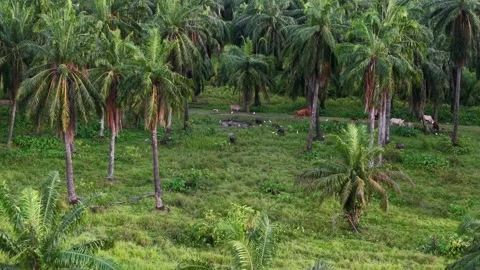 Aerial shot shows wide fields of oil palm plantations and cows. Video stock 325832258