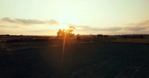 Aerial shot of a silhouetted tree Stock Footage 75167702
