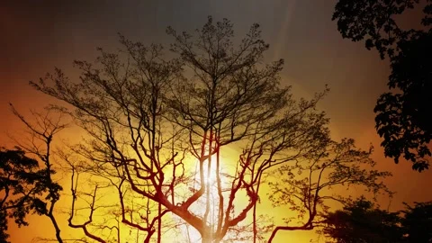 Aerial shot of silhouettes of trees at sunrise Stock Footage 278677341