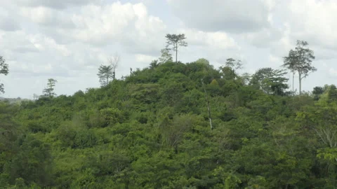 Aerial shot of a single tree above the forest and the mountain, in Ivory Coast Stock Footage 220799196