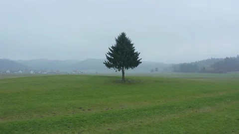 Aerial shot of a single tree in a green field on a cloudy day, in Slovenia Stock Footage 229265801