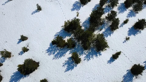 Aerial shot of small pine trees in big plain field with trace on snow Stock Footage 88332251