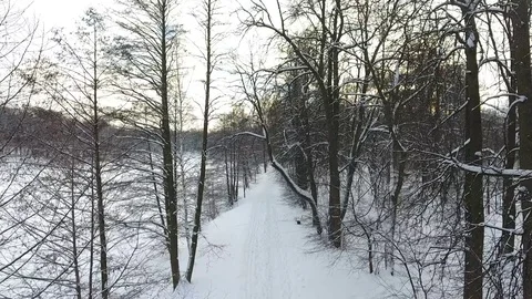Aerial Shot: Smooth Motion Between Winter Trees 動画素材 71514606