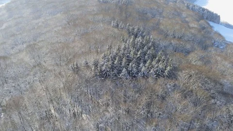 Aerial shot of snow covered needle and leaf trees after heavy snowfall during Stock Footage 103262853