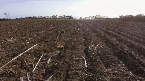 Aerial shot of some backpackers pine tree planting in Australia Stock Footage 70667049