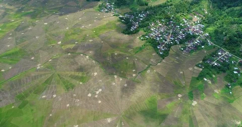 Aerial shot of spider web shaped rice field with different color Video stock 85401672