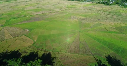 Aerial shot of spider web shaped rice field with different color Vídeo Stock 85434492