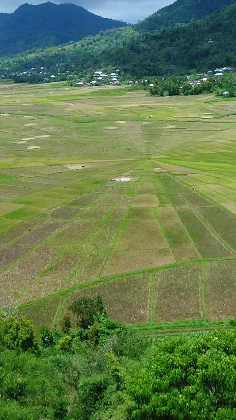 Aerial shot of spider web shaped rice field, mountain in background Video stock 225577376