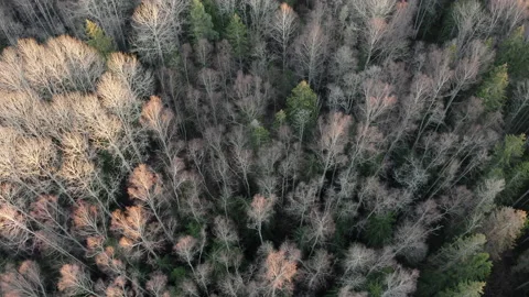 Aerial shot of spring forest landscape. Trees without leaves. Stock Footage 200932791