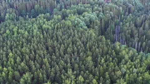 Aerial shot of spring forest landscape. Coniferous forests. Drone flight. Stock-Footage 202993079