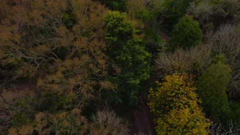 Aerial shot of a springtime forest canopy panning to bird eye view. 4k Stock Footage 153944350