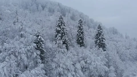 Aerial shot: spruce and pine winter forest completely covered by snow. Stock Footage 148317078