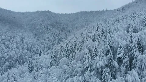Aerial shot: spruce and pine winter forest completely covered by snow. Stock Footage 150032811