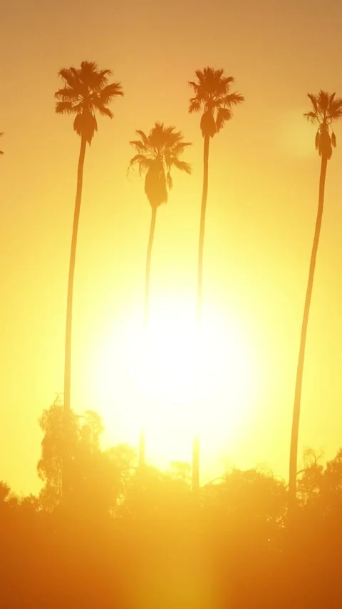 Aerial shot of sun behind a row of palm trees. Vertical video. Stock Footage 337435402