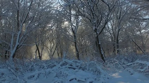 Aerial shot: sun rays shine into camera through trees covered with snow Video stock 83059466