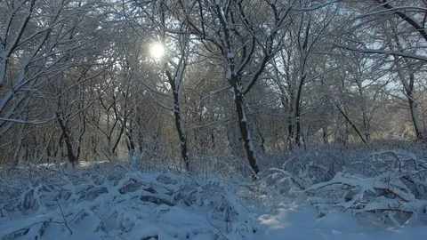 Aerial shot: sun rays shine into camera through trees covered with snow Stock Footage 83060502