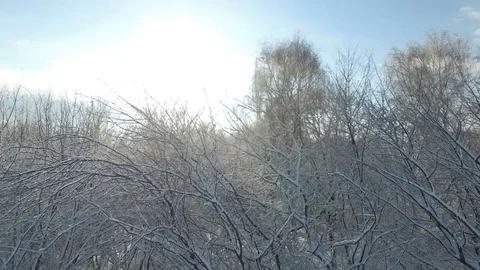 Aerial shot: sun rays shine into camera through trees covered with snow Stock Footage 83061326