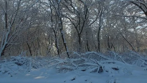 Aerial shot: sun rays shine into camera through trees covered with snow Video stock 83070117