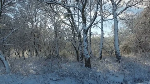 Aerial shot: sun rays shine into camera through trees covered with snow Stock Footage 83073264